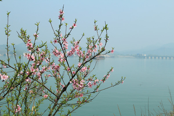 樱花灼灼.JPG